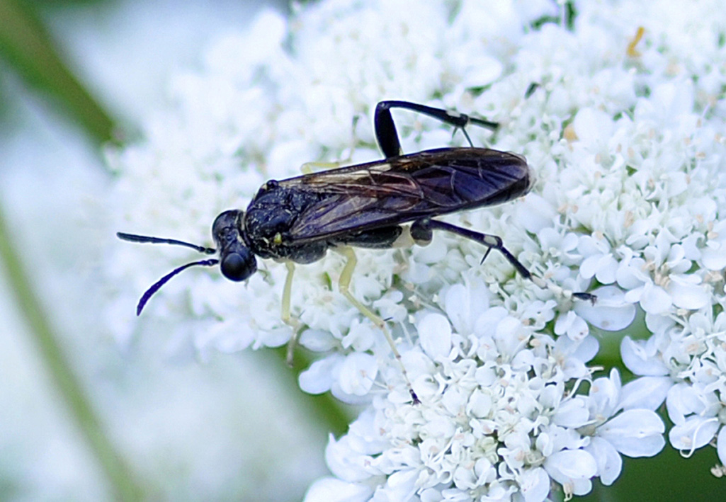 Tenthredinidae: Macrophya montana